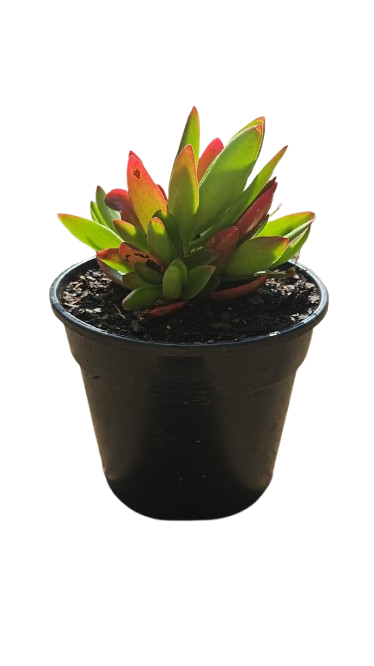Crassula Campfire - 15cm