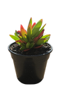 Crassula Campfire - 15cm