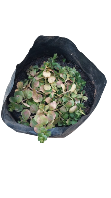 Creeping Jenny - 1.5L