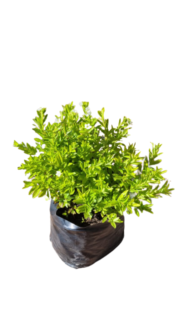 Cuphea Mexicana Various 4L