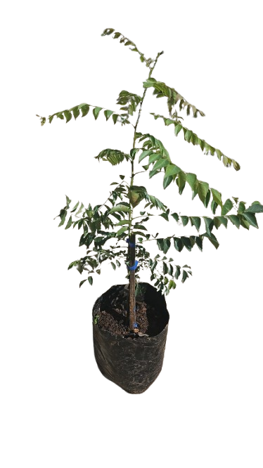 Murraya Koenigii(Curry Leaf) 10L