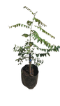 Murraya Koenigii(Curry Leaf) 10L