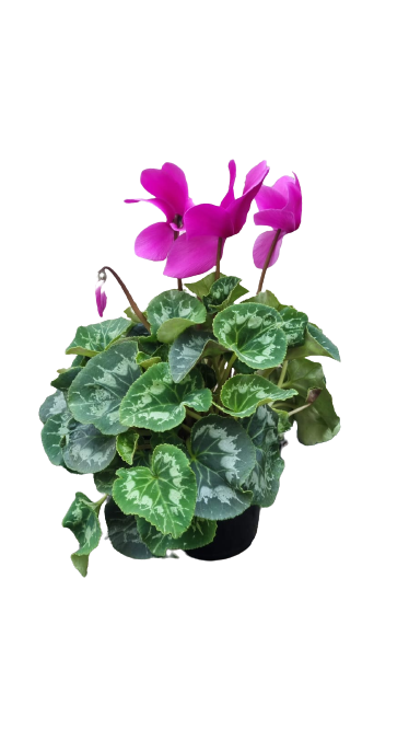 Cyclamen persicum 14cm