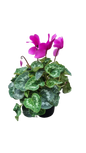 Cyclamen persicum 14cm