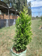Cupressus Gold Rider 100L