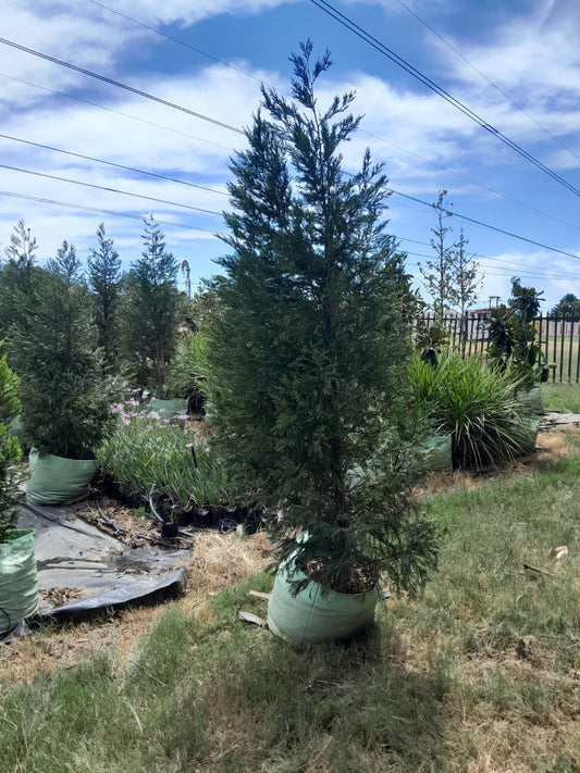 Cupressus Leylandi 100L