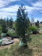 Cupressus Leylandi 100L
