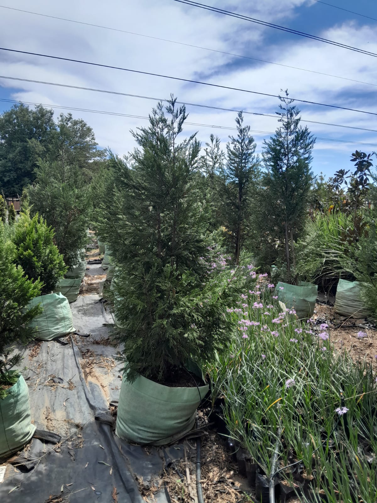 Cupressus Leylandi 100L