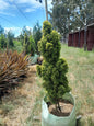 Cupressus Swanes Gold 100L