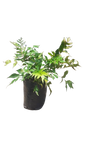Cyrtomium Falcatum Rochfordianum 5l