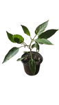 Decorative Chilies 12cm