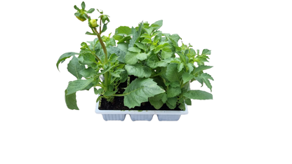 Dahlia 6 Pack Seedling Tray