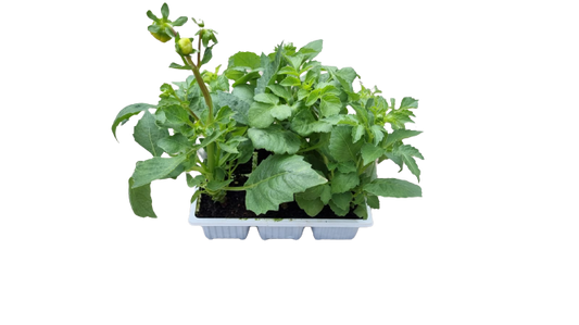 Dahlia 6 Pack Seedling Tray