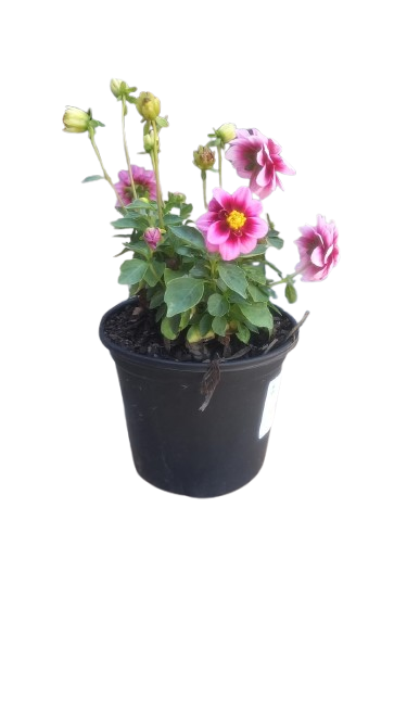 Dahlia Dalaya 17cm Various
