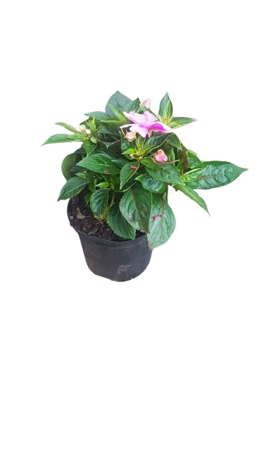 New Guinea Impatient Harmony Assorted - 15cm