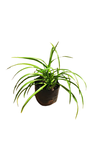 Hemerocallus Dwarf (Daylily) Orange 2,5L