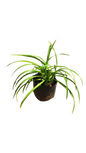 Hemerocallus Dwarf (Daylily) Orange 2,5L