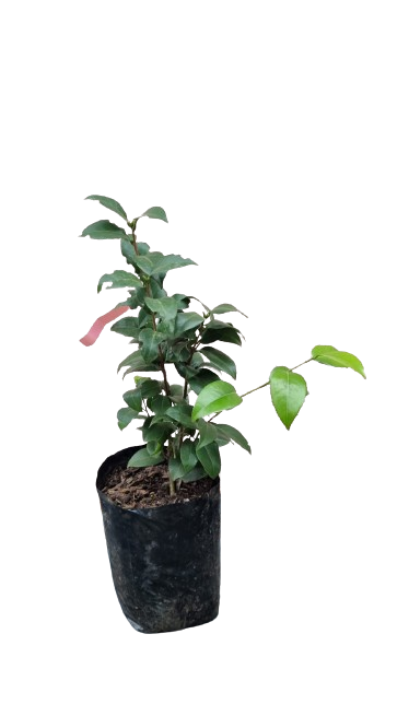Camellia Japonica Various Colors - 10L