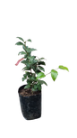 Camellia Japonica Various Colors - 10L