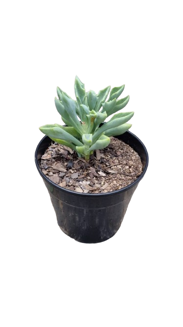 Decorative Succulent 12cm - Assorted