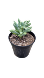 Decorative Succulent 12cm - Assorted