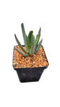 Decorative Succulent 12cm - Assorted