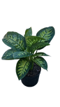DIeffenbachia Alexii 19cm