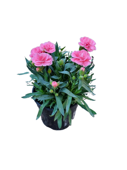 Dianthus Caryophyllus 'Oscar' - 14cm
