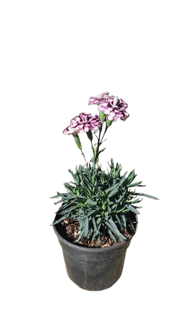 Dianthus Captain Calizio 14cm