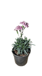 Dianthus Captain Calizio 14cm