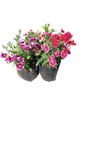 Dianthus Chiba Mixed 3L