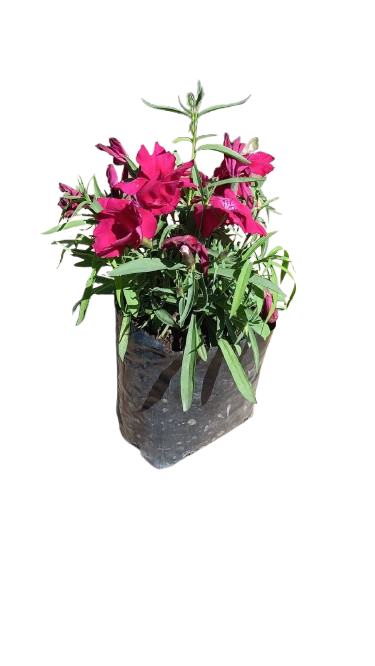 Dianthus Crononet Various 3L