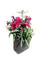 Dianthus Crononet Various 3L