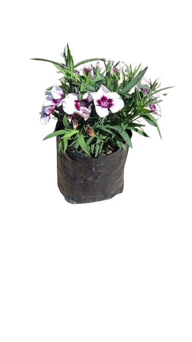 Dianthus Crononet Various 3L