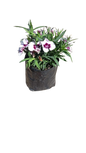 Dianthus Crononet Various 3L
