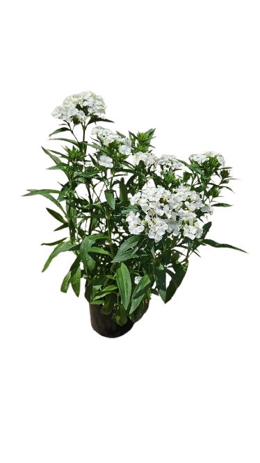 Dianthus Dart 15cm