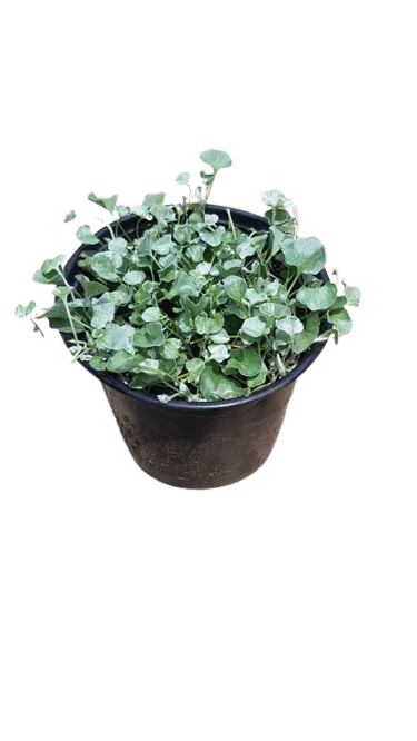 Dichondra Silver Falls 15cm