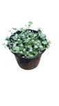 Dichondra Silver Falls 15cm