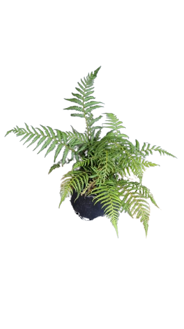 Dicksonia Antarctica Fern 5L