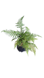 Dicksonia Antarctica Fern 5L