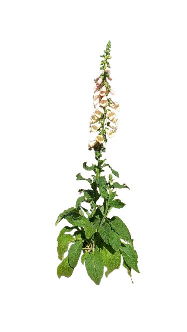 Digitalis Dalmation Mix 4L