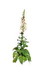 Digitalis Dalmation Mix 4L
