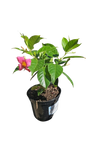 DIpladenia Diamantina 17cm Various
