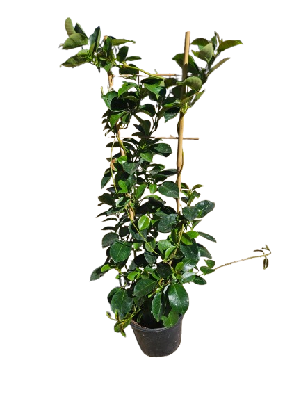 Dipladenia On Trellis 14cm