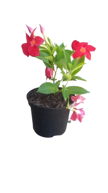 Dipladenia Diamantina XXL Various