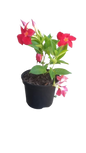 Dipladenia Diamantina XXL Various