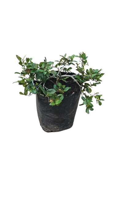 Diospyros scabrida 10L