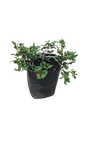 Diospyros scabrida 10L