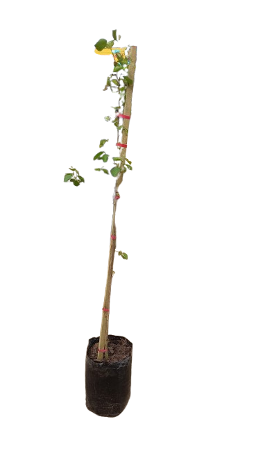 Dombeya Rotundifolia 20L