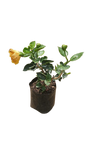 Hibiscus 10L Various Colours